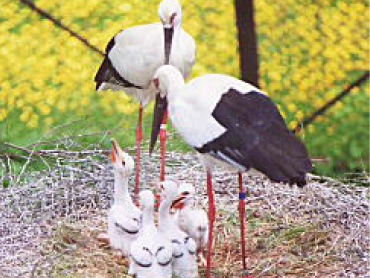 Hyogo Prefectural stork town park