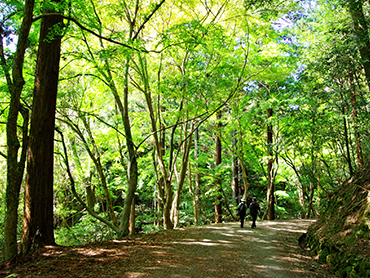 春日山原始林【世界遺産】