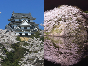 国宝　彦根城