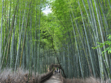 Chikurin-no-Komichi Path