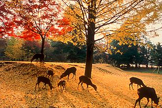奈良公園