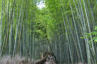 Chikurin-no-Komichi Path