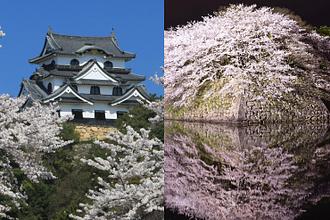 Hikone Castle, National Treasure