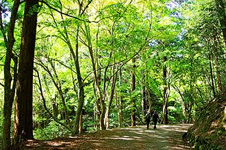 Kasugayama primeval forest【world heritage】